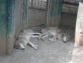 /album/galeria-de-fotos/zoo-24-jpg/